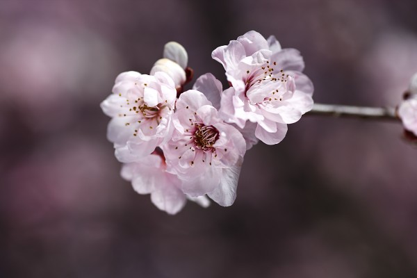 Pink Prunus Flowers by Joy Watson